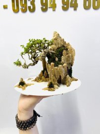 Tp tiểu cảnh sam hương 18cm