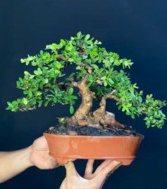 Scopolia nana tree