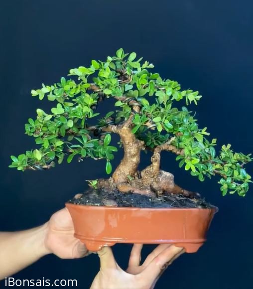 Scopolia nana tree