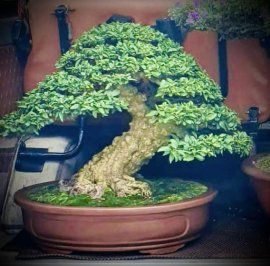 Tác phẩm : Mai chiếu thủy ( Nu Gò Công )