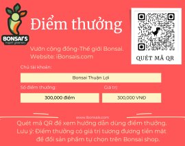 Tác phẩm : Mai chiếu thủy ( Nu Gò Công )