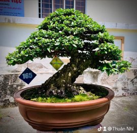 Tác phẩm : Mai chiếu thủy ( Nu Gò Công )