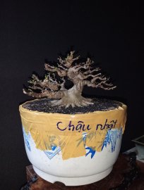 Vietnamese water jasmine mini tree