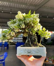 Scopolia nana tree full of flowers