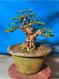 Antidesma acidum tree