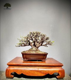 Trang vàng khoe xương