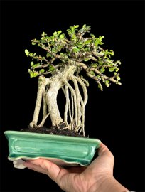 Antidesma acidum tree