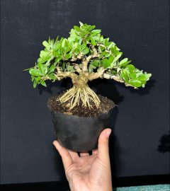 Linh sam siêu bông đế đẹp