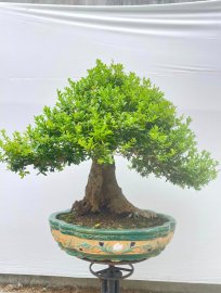 Hải châu thành phẩm lâu năm