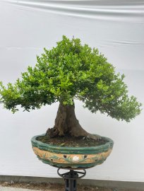 Hải châu thành phẩm lâu năm