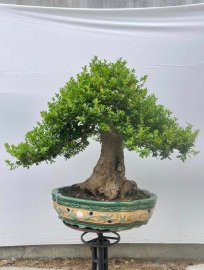 Hải châu thành phẩm lâu năm