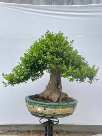 Hải châu thành phẩm lâu năm