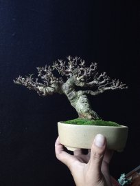 Vietnamese water jasmine mini tree