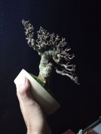 Vietnamese water jasmine mini tree