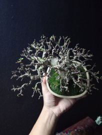 Vietnamese water jasmine mini tree