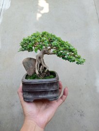 Premna mini tree