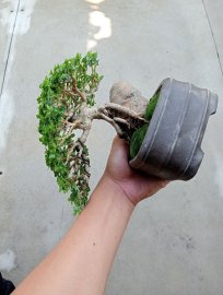 Premna mini tree
