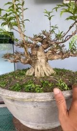 Mai chiếu thủy dần hoàn thiện