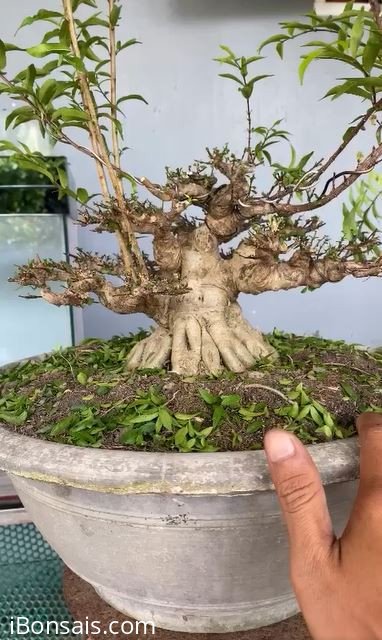 Mai chiếu thủy dần hoàn thiện