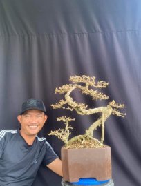 Antidesma acidum mature tree