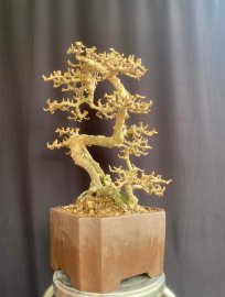 Antidesma acidum mature tree