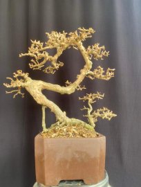 Antidesma acidum mature tree