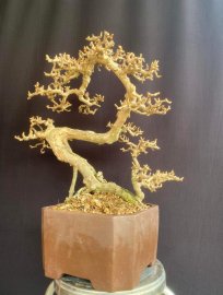 Antidesma acidum mature tree