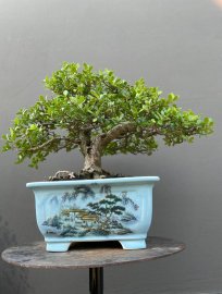 Hải châu mini giá mềm