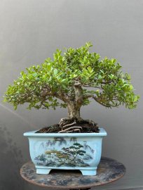 Hải châu mini giá mềm