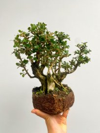 Antidesma acidum tree