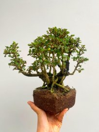 Antidesma acidum tree