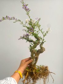 Linh sam giá mềm ạ