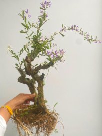 Linh sam giá mềm ạ