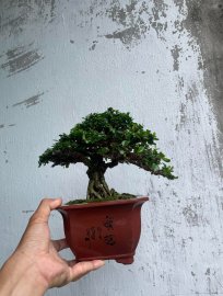 Antidesma acidum tree