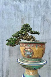 Antidesma acidum bonsai tree