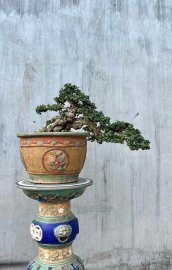 Antidesma acidum bonsai tree