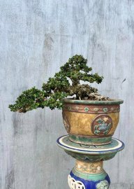 Antidesma acidum bonsai tree
