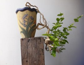 Em Lài xưa 5 cánh đổ treo...