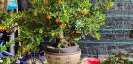 Scopolia nana tree with fruits