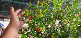 Scopolia nana tree with fruits