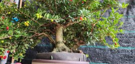 Scopolia nana tree with fruits