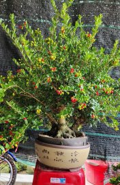 Scopolia nana tree with fruits