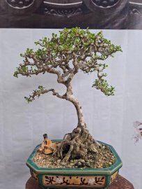 Sam bông sạch kẽm gl với ae