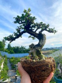Antidesma acidum tree