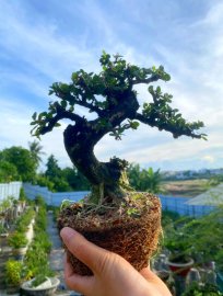 Antidesma acidum tree