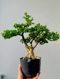 Antidesma acidum tree with 3 trunks