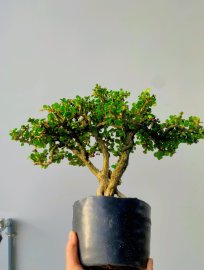 Antidesma acidum tree with 3 trunks