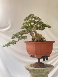 Antidesma acidum tree 40cm trunk