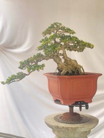 Antidesma acidum tree 40cm trunk