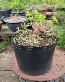 Linh sam 86 rin nhé cả nhà